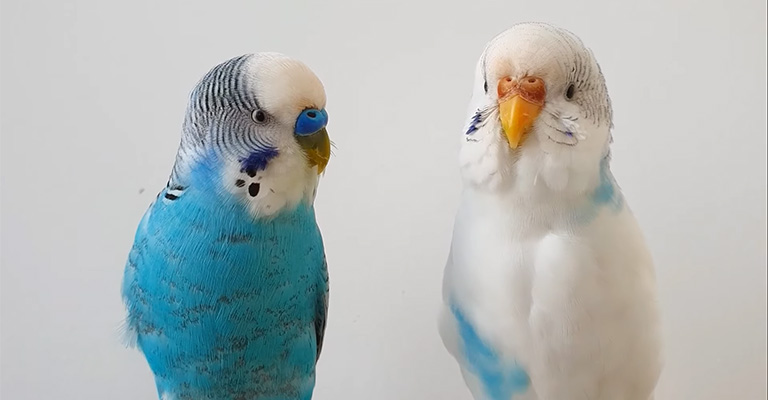 How Long Does It Take For A Male And Female Budgie To Bond