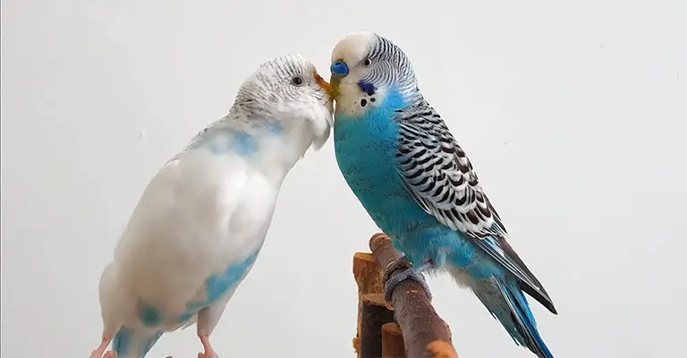 How Long Does It Take for Budgies to Bond with Each Other