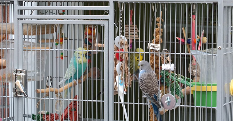 How Long Does a Budgie Live in a Cage