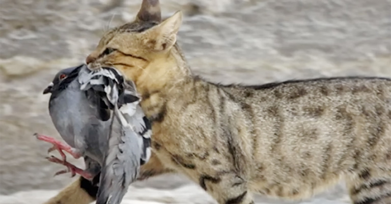 How Many Birds Do Cats Kill in Australia and Why