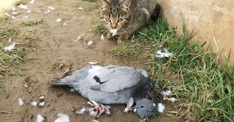 Feathered Friends and Feline Predators: How Many Birds Do Cats Kill in Canada and Why 