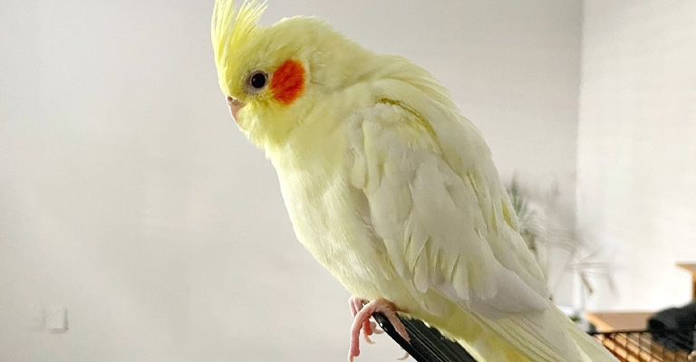 How Much Do Cockatiels Bond With Their Owners