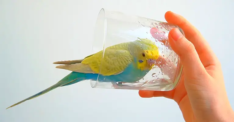 How Often Do Budgies Drink Water and Why