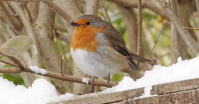 How Robins Became a Symbol of Christmas