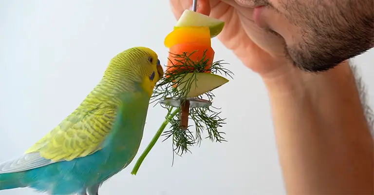 How To Bond With Your Budgie