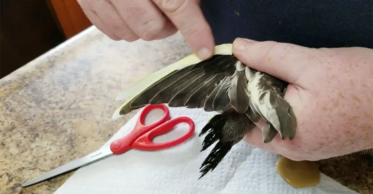 How To Clip a Cockatiels Wings