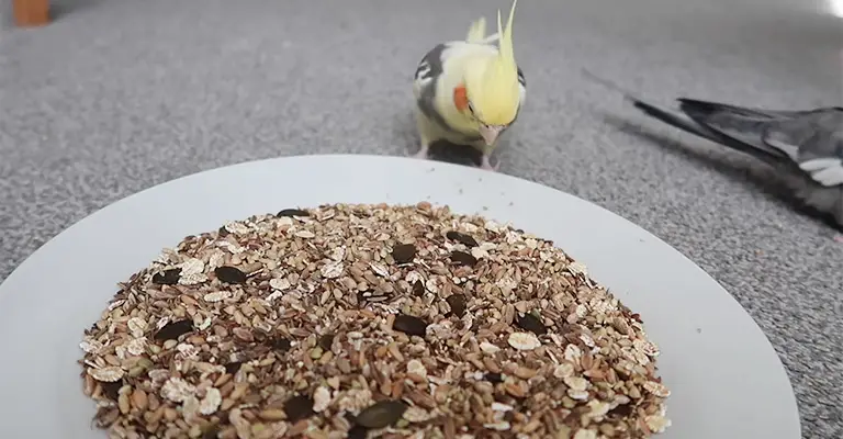 How To Prepare Bird Seed Mix For My Cockatiels