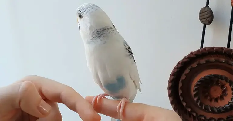 How do I get my budgie to let me grab it
