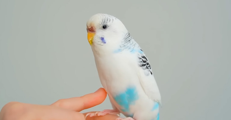 How Do I Remove A Wood Perch Stain On My White Budgie's Forehead