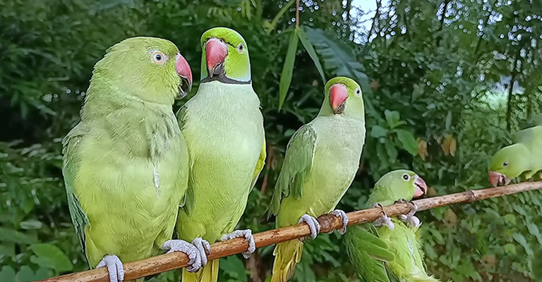 How Do Parrots React To Wild Birds