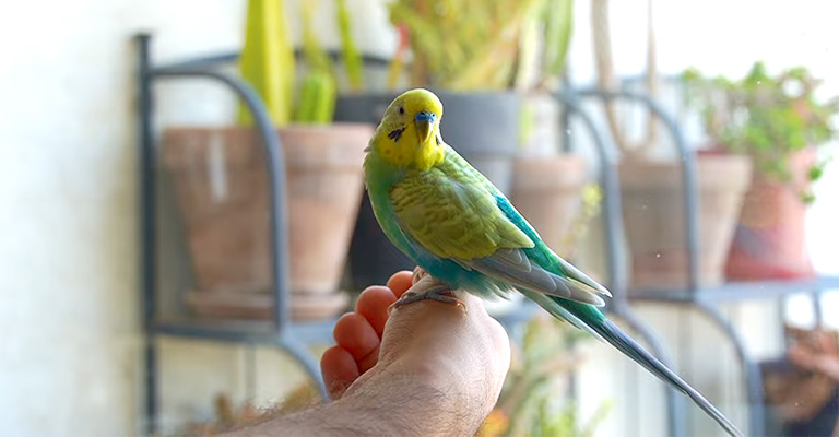 How Do You Catch a Budgie That Is Flying