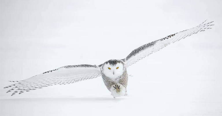How the Snowy Owl Adapts the Savage Cold
