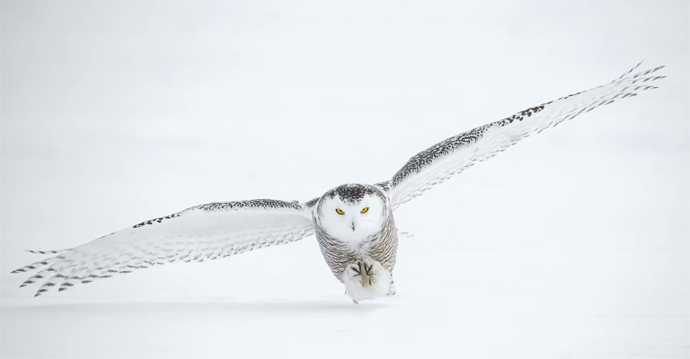 Habitat of The Snowy Owl: How Cruel Arctic Can Be - The Worlds Rarest Birds