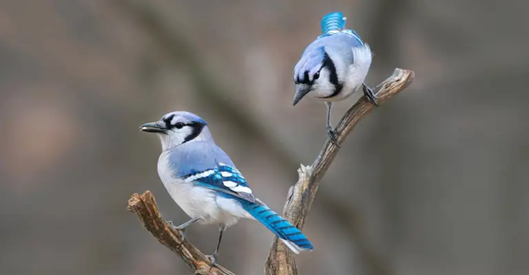 How to Attract Blue Jays in My Backyard