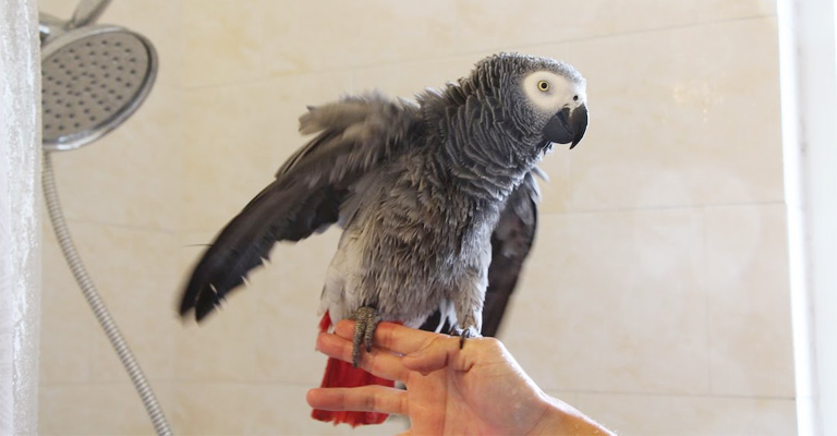 How to Bath a Pet Bird