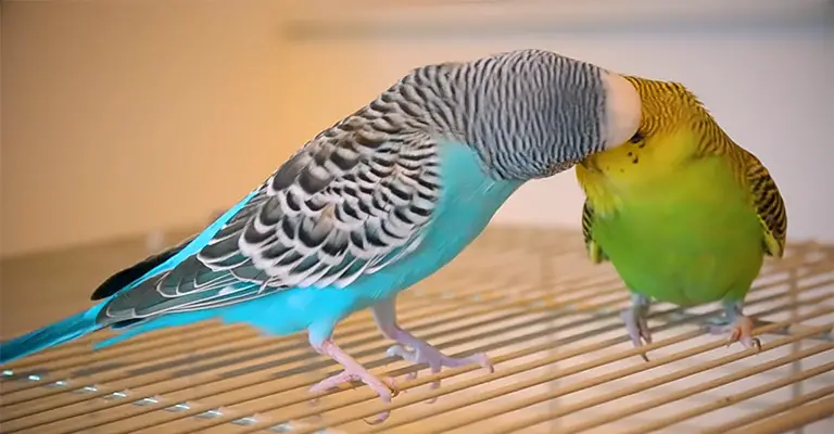 How to Bond with Your Budgie
