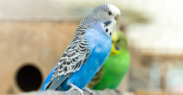 How to Care for a Female Budgie