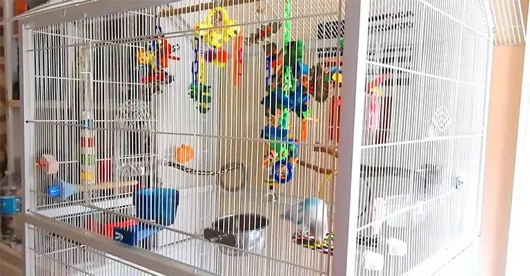 How to Choose the Right Cage Size for Lovebirds