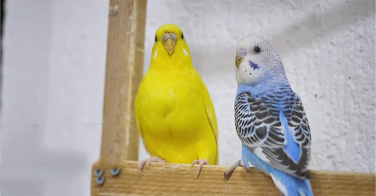 How to Determine the Sex of a Young Budgie