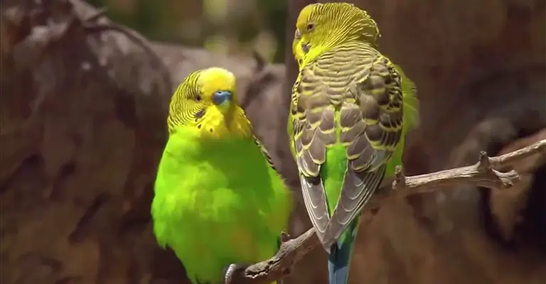 How to Encourage Budgies to Breed