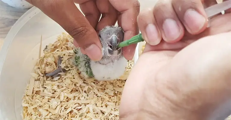 How to Feed a Bird With a Syringe