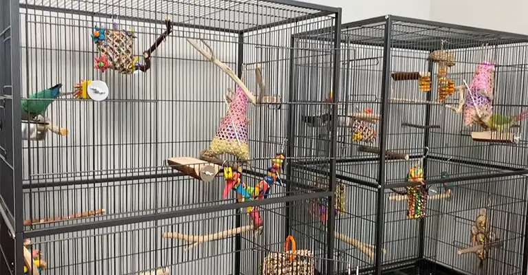 How to Find the Best Bird Cage