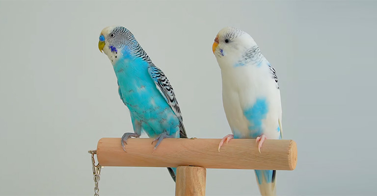 How to Introduce a Second Budgie