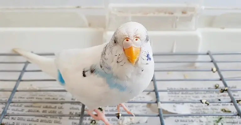 How to Keep My Budgie’s Face Fresh and Clean