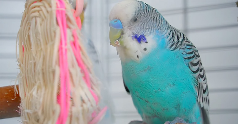 How to Keep Your Budgie Happy