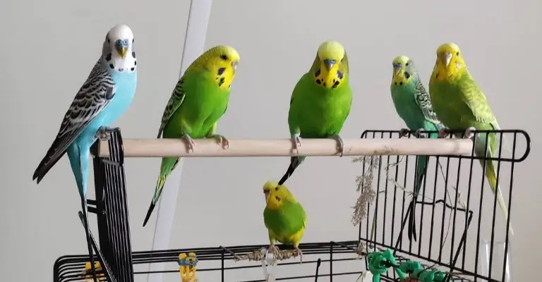 How to Keep a Budgie Alive at Home Environment