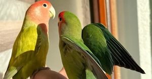 Is My Lovebird Female Or Male- How to know - The Worlds Rarest Birds