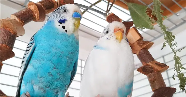 How to Know if Your Budgie Like Each Other