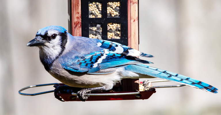 How to Offer Food to the Blue Jays