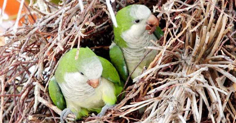 How to Prepare the Nesting Area for Quaker Parrot