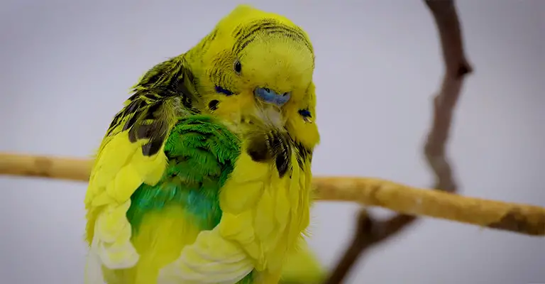 How to Prevent Budgie Losing His Stripes from Head