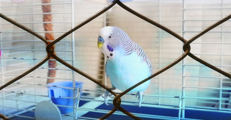 How to Prevent My Budgie from Escaping