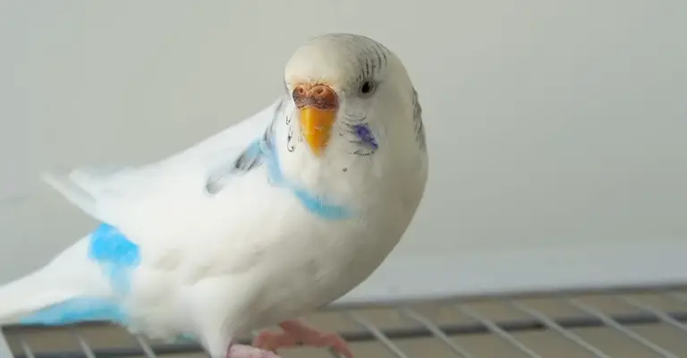 How to Safely Pet a Bird
