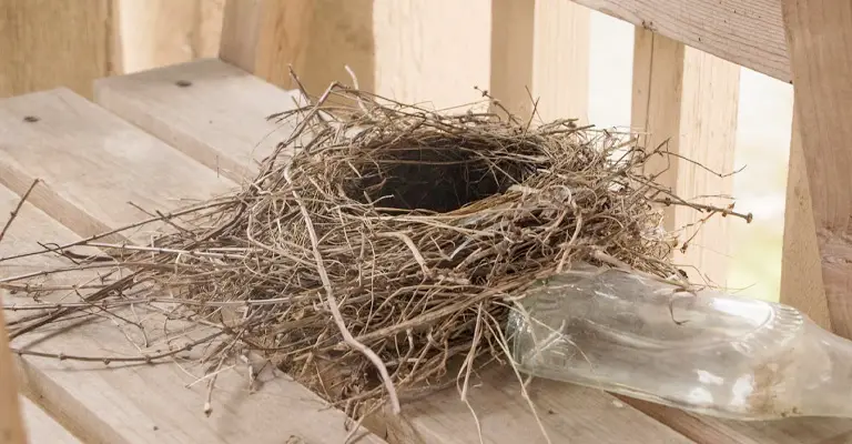 How to Safely Relocate a Robins Nest