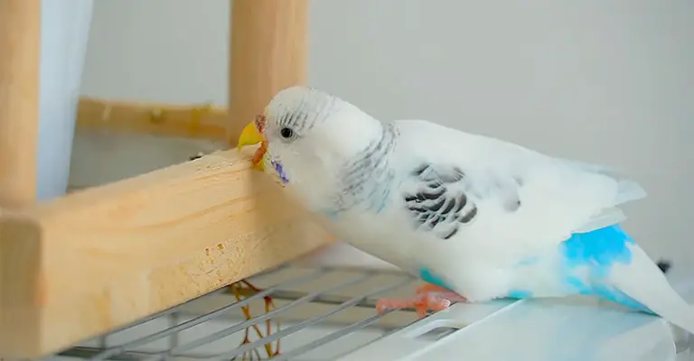 How to Stop My Budgie from Eating Dust