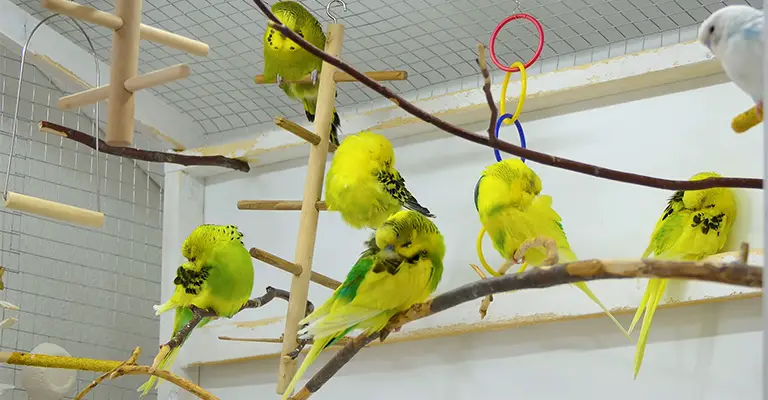 How to Stop Parakeets from Nipping at Each Other