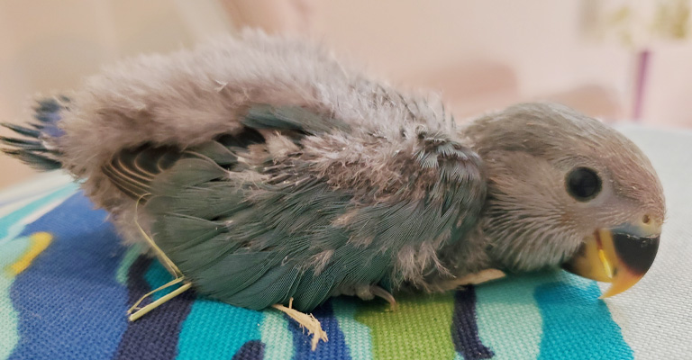 How to Take Care of Baby Lovebirds