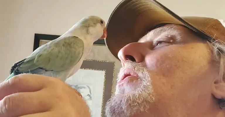 How to Teach a Quaker Parrot to Talk