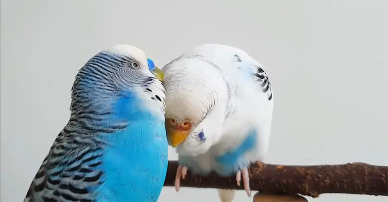 How to Tell If Budgies Are Bonded