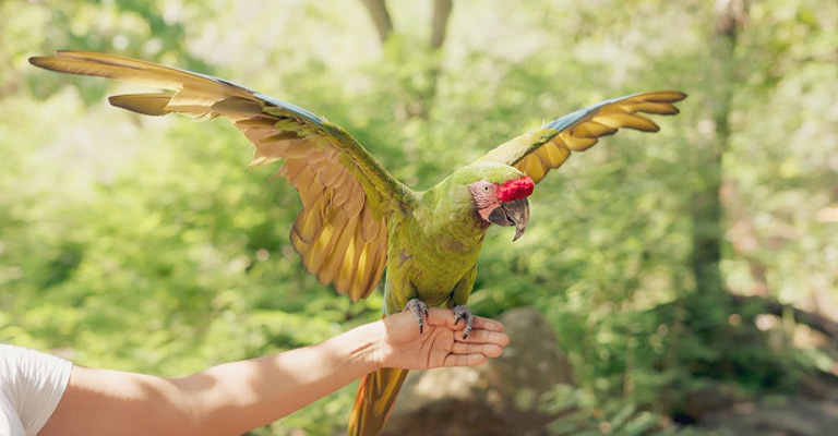 How to Train a Macaw: A Guide to Success