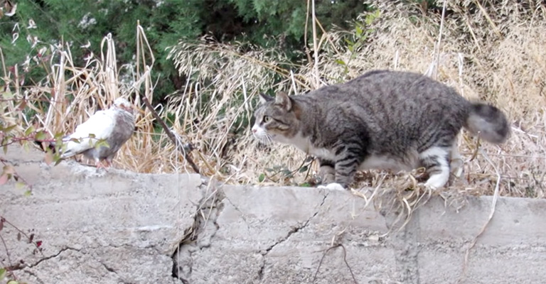 Impact of Feral Cats in Australia