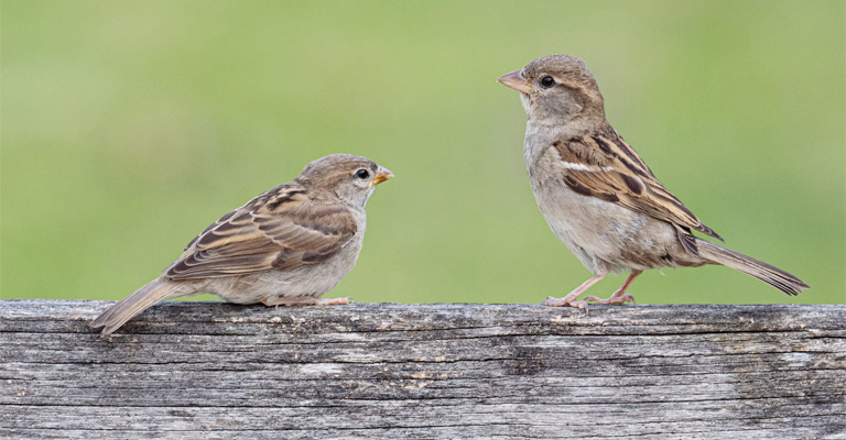 Impact of Urbanization on the Environment for House Sparrows