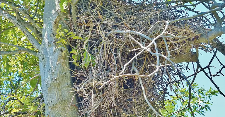 Importance of Monitoring Quaker Parrot Nesting Behavior