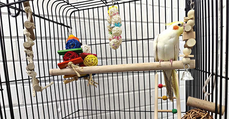 Toys For Cockatiels