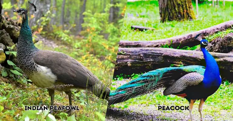 Indian Peafowl Vs Peacock