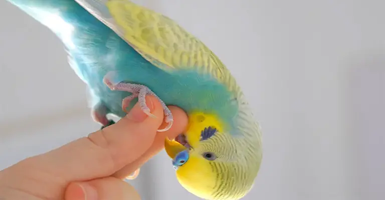 Is It Bad If My Pet Birds Lick My Hand